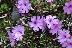 Primula dryadifolia