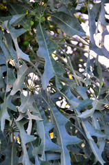 Cussonia paniculata sinuata