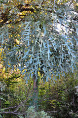 Cussonia paniculata sinuata