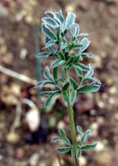 Pelargonium aridicola