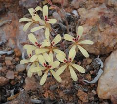 Pelargonium aridicola
