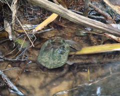 Hydromedusa maximiliani