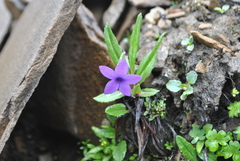 Primula chionantha