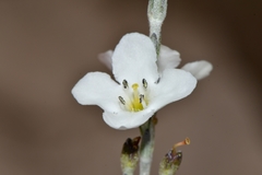 Gomphostigma virgatum