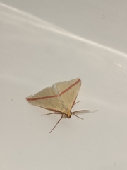 Rhodometra sacraria