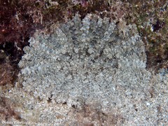 Actinostella flosculifera