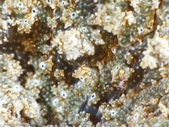 Actinostella flosculifera