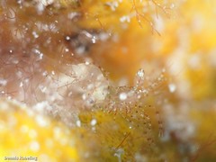 Periclimenes scriptus