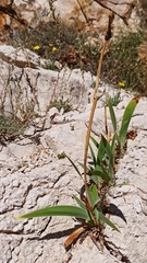 Iris pallida illyrica