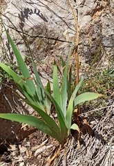 Iris pallida illyrica