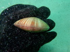Tivela compressa