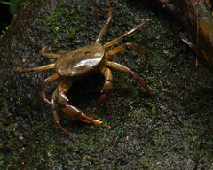 Trichodactylus fluviatilis