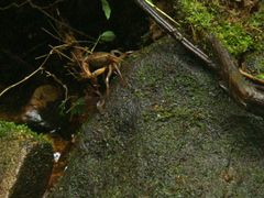 Trichodactylus fluviatilis