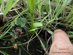 Pterygodium hastatum