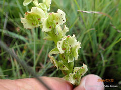 Pterygodium hastatum