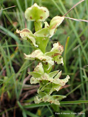 Pterygodium hastatum