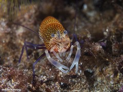 Gnathophyllum elegans