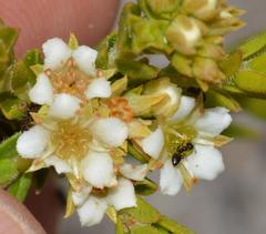 Diosma oppositifolia