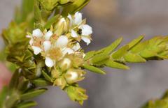 Diosma oppositifolia