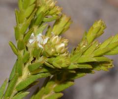 Diosma oppositifolia