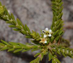 Diosma oppositifolia