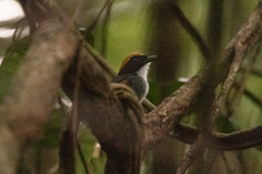 Conopophaga melanops
