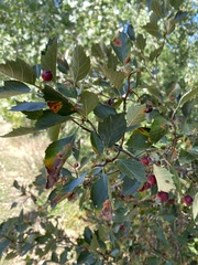 Crataegus erythropoda