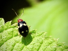 Gynandrobrotica lepida