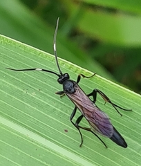 Stenichneumon culpator