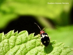 Gynandrobrotica lepida