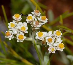 Helichrysum indicum