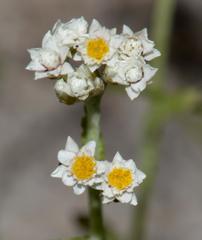 Helichrysum indicum