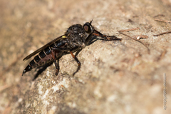 Stilpnogaster aemula