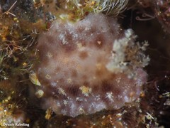 Peltodoris punctifera