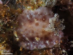 Peltodoris punctifera