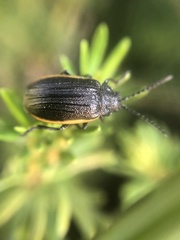 Galeruca rudis