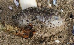 Cyclichthys orbicularis