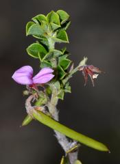 Indigofera candolleana