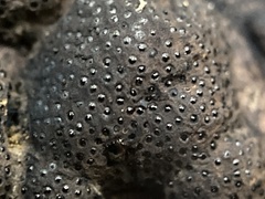 Annulohypoxylon annulatum
