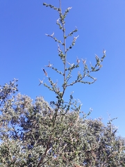 Adenocarpus telonensis