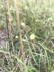 Scabiosa canescens