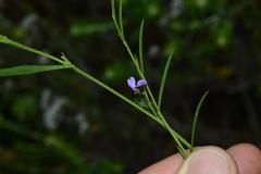 Psoralea laxa