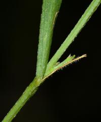 Psoralea laxa