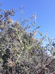 Adenocarpus telonensis