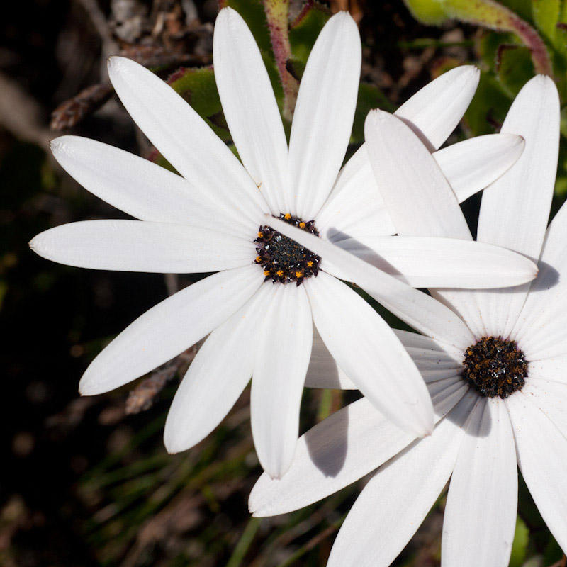 Gordon's Bay Daisy