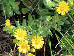 Senecio oederiifolius