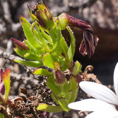 Dimorphotheca walliana