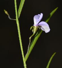 Psoralea laxa