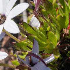 Dimorphotheca walliana