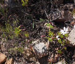 Dimorphotheca walliana